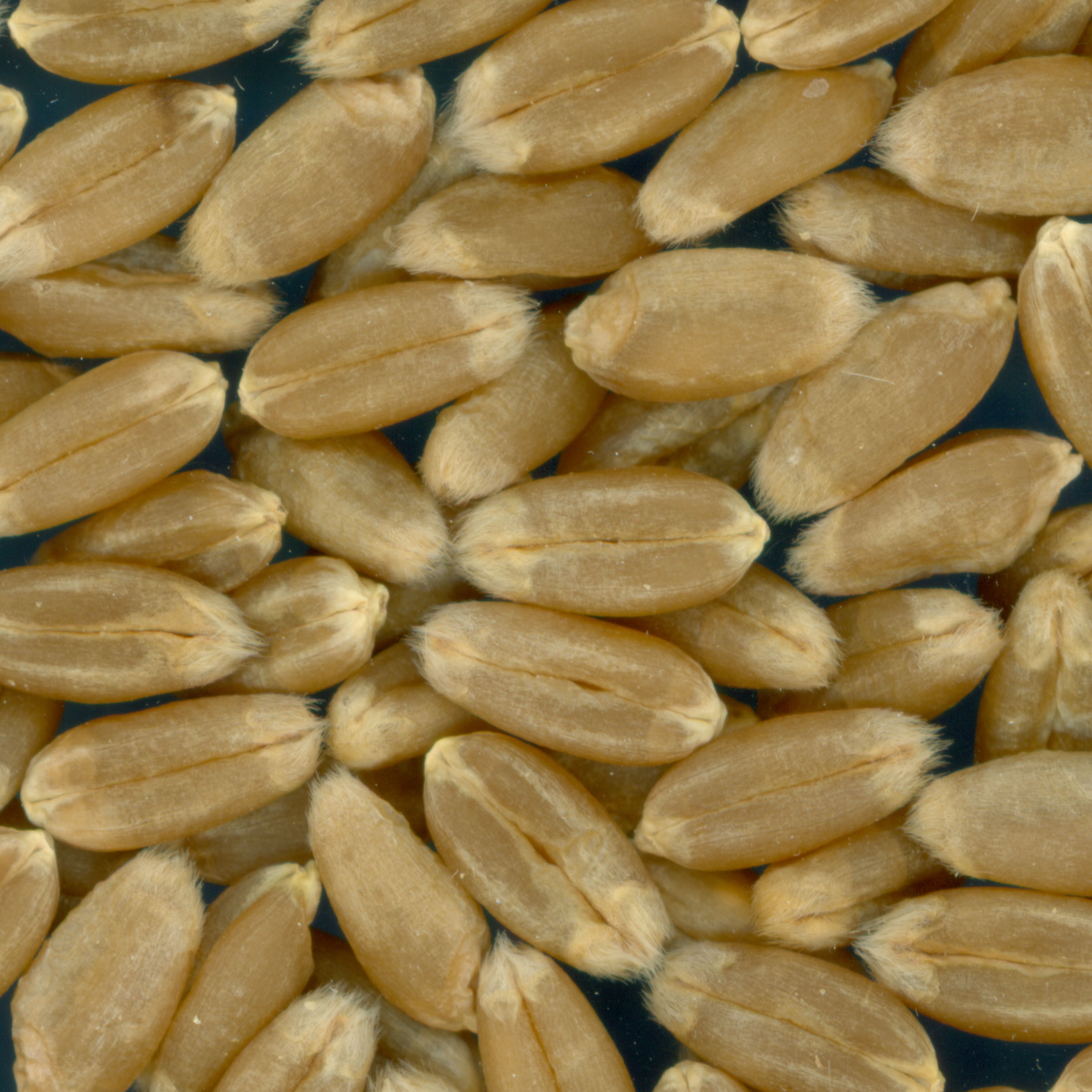 KERNELS